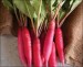 Red Radish - Image 2